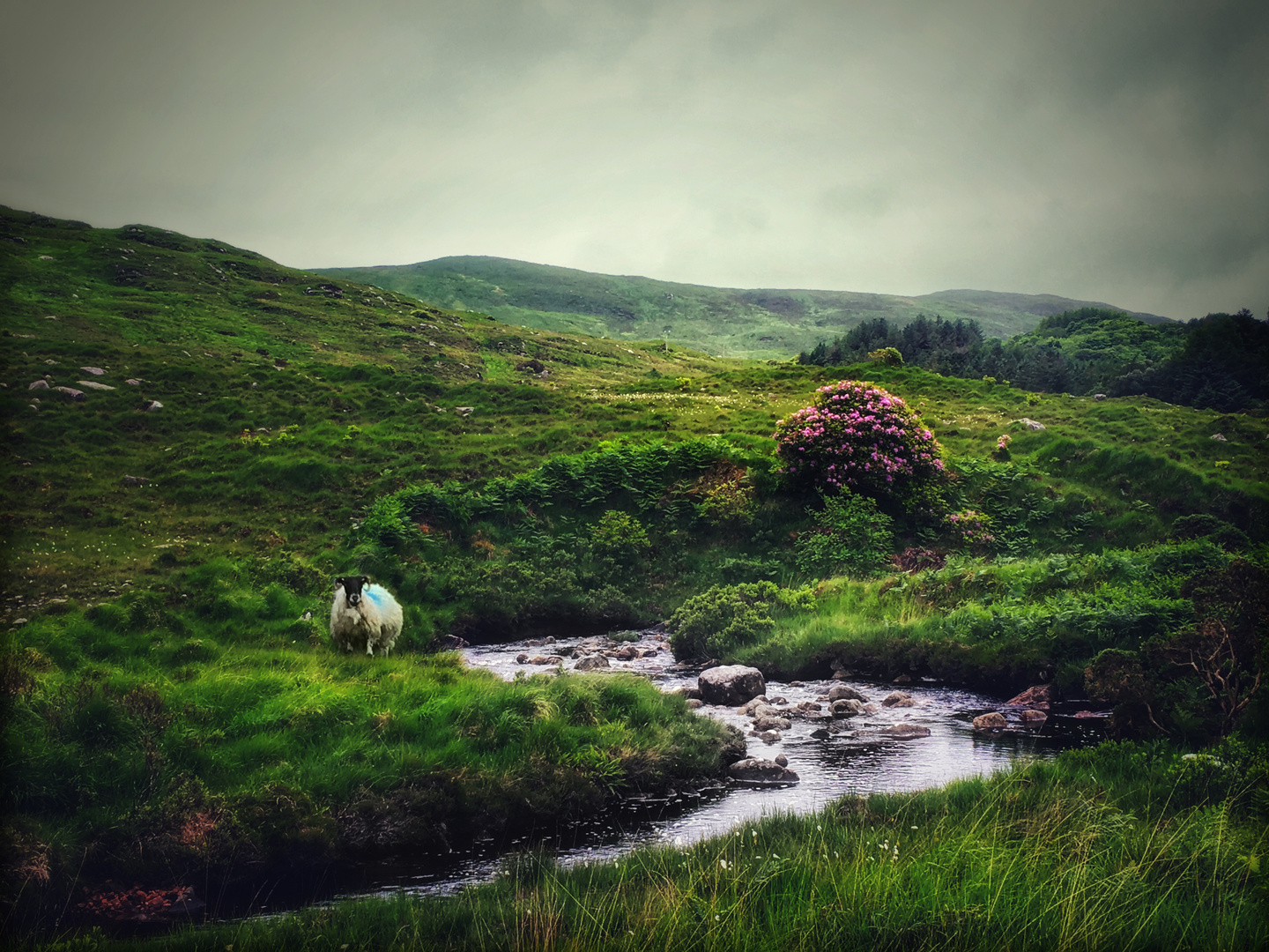 the poisoned glen