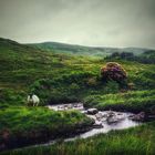 the poisoned glen