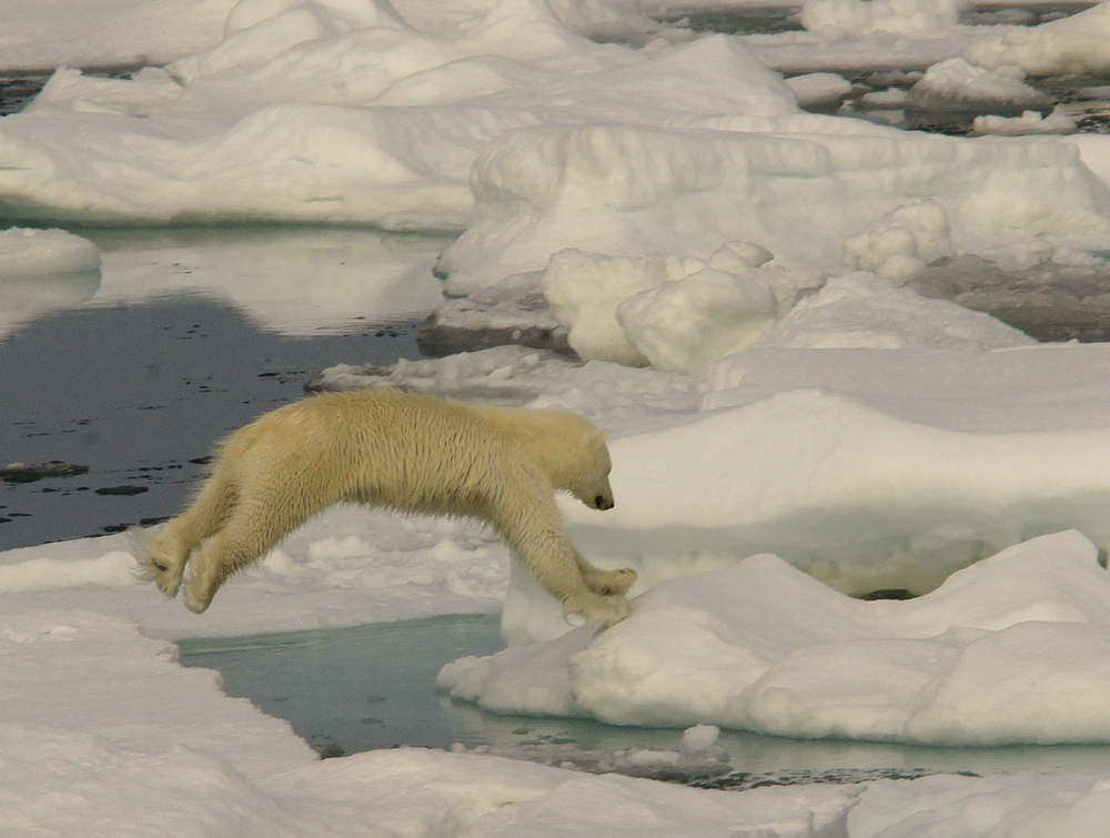 The polarbear has landed