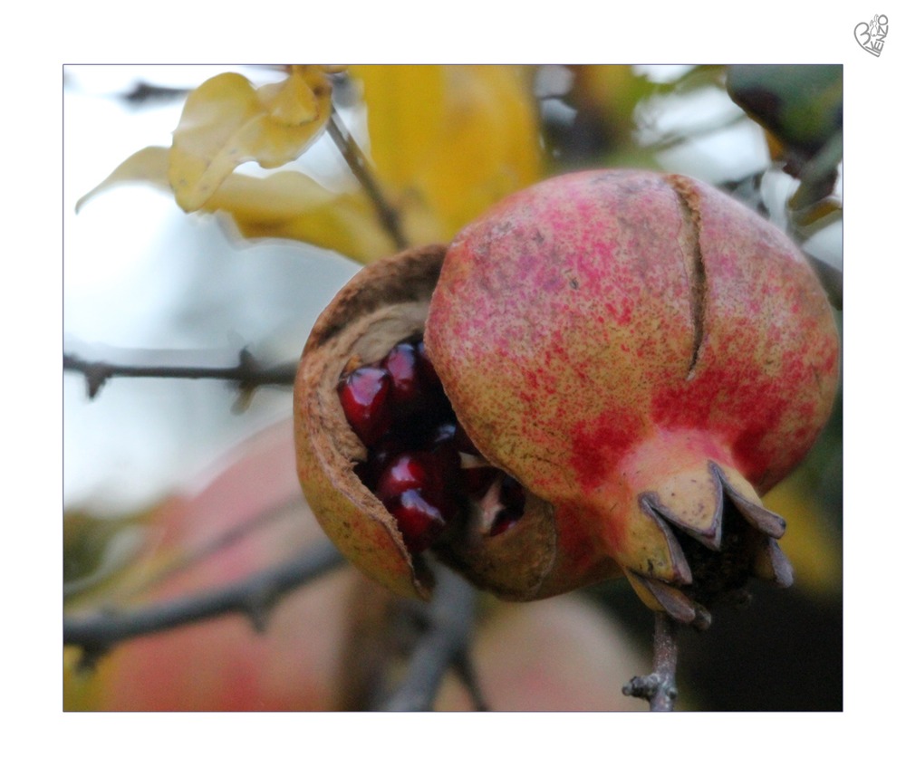 The pomegranate