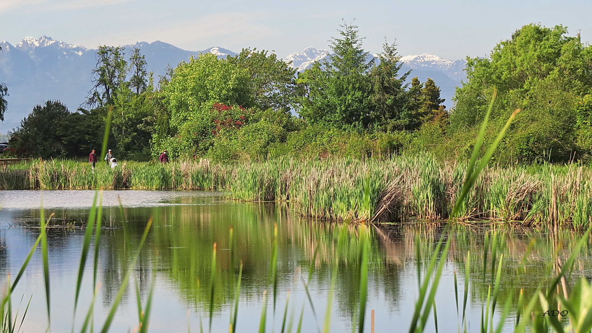 The Pond