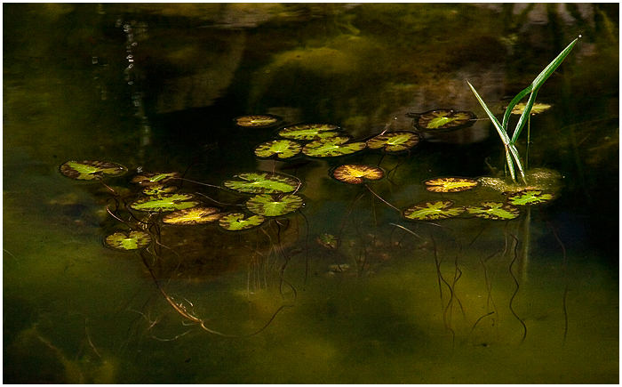 The Pond