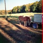 The pony farm in autumn