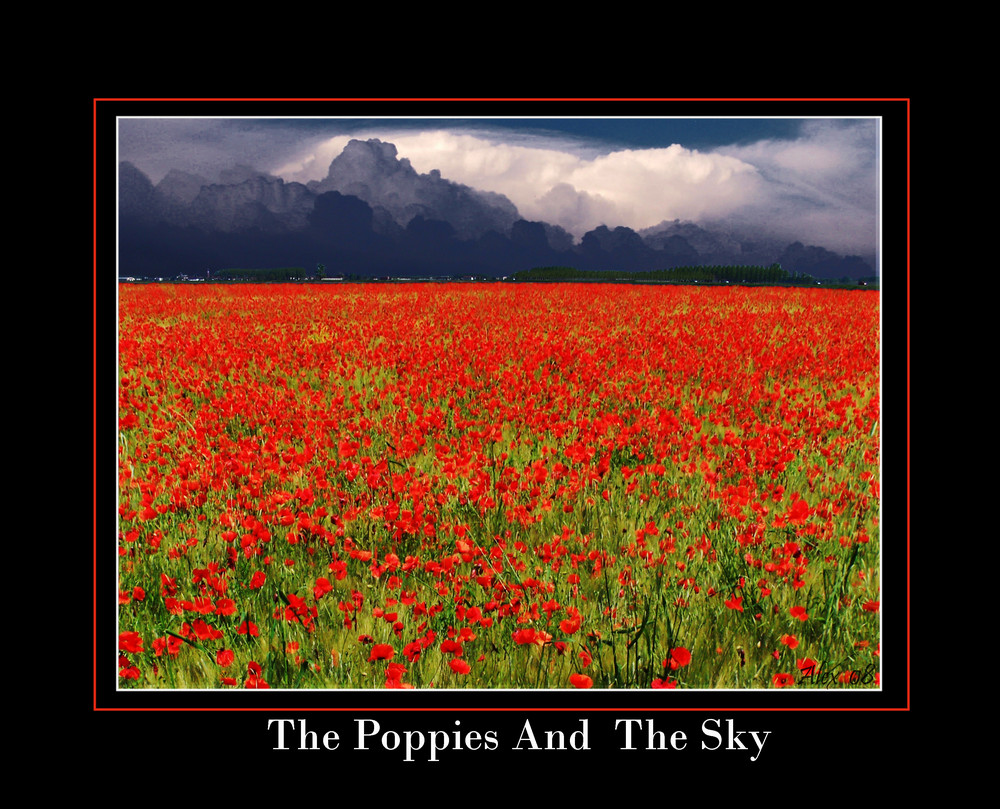 The poppies and the sky