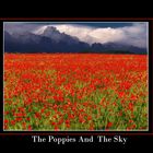 The poppies and the sky