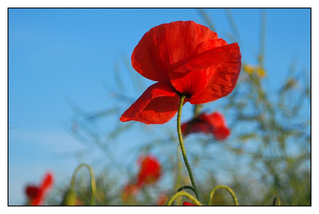 The Poppy