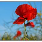 The Poppy