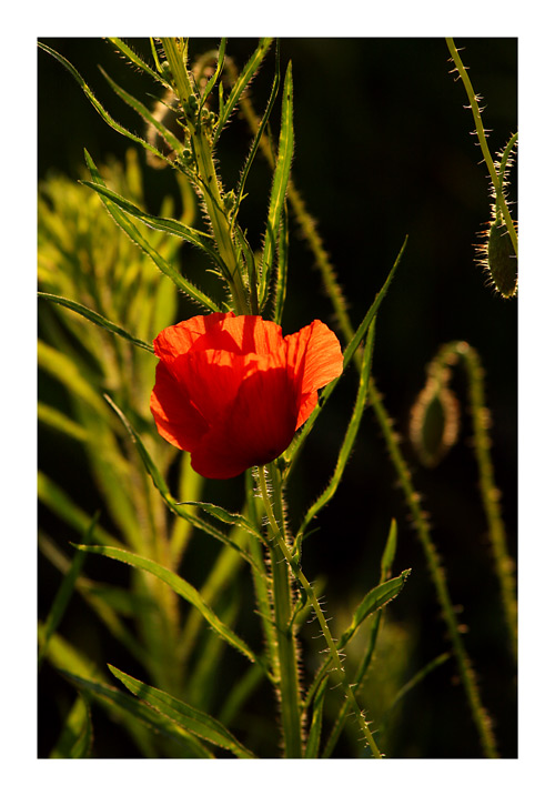 The Poppy