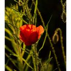 The Poppy