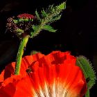 The Poppy and the Bee