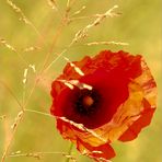 The poppy