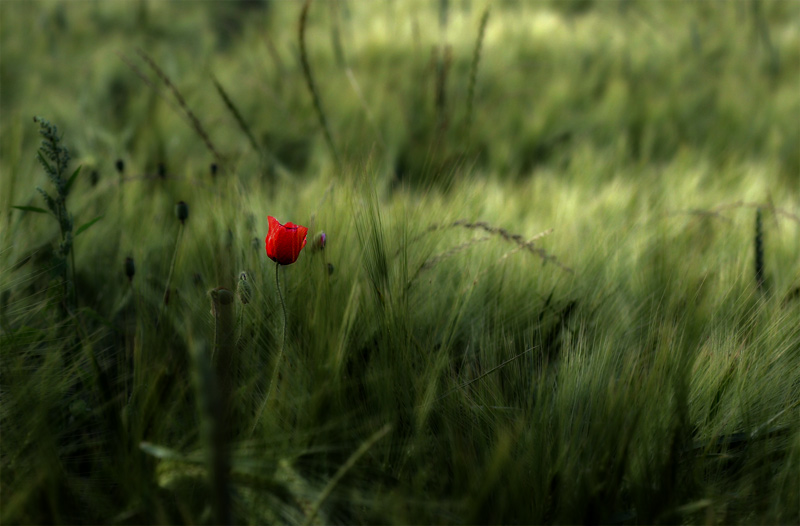 the poppy