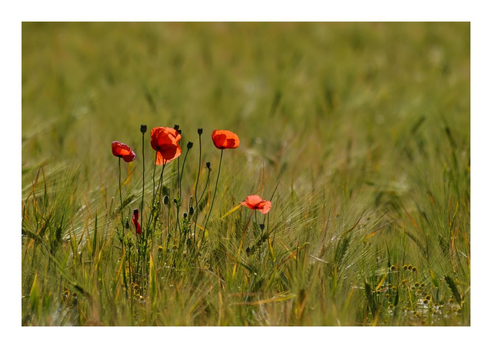 The poppy family