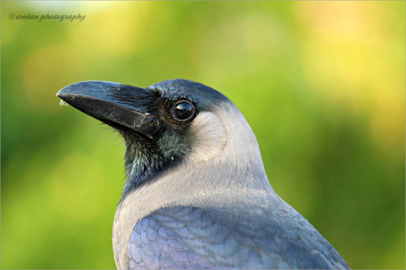 THE PORTFOLIO OF COMMON CROW