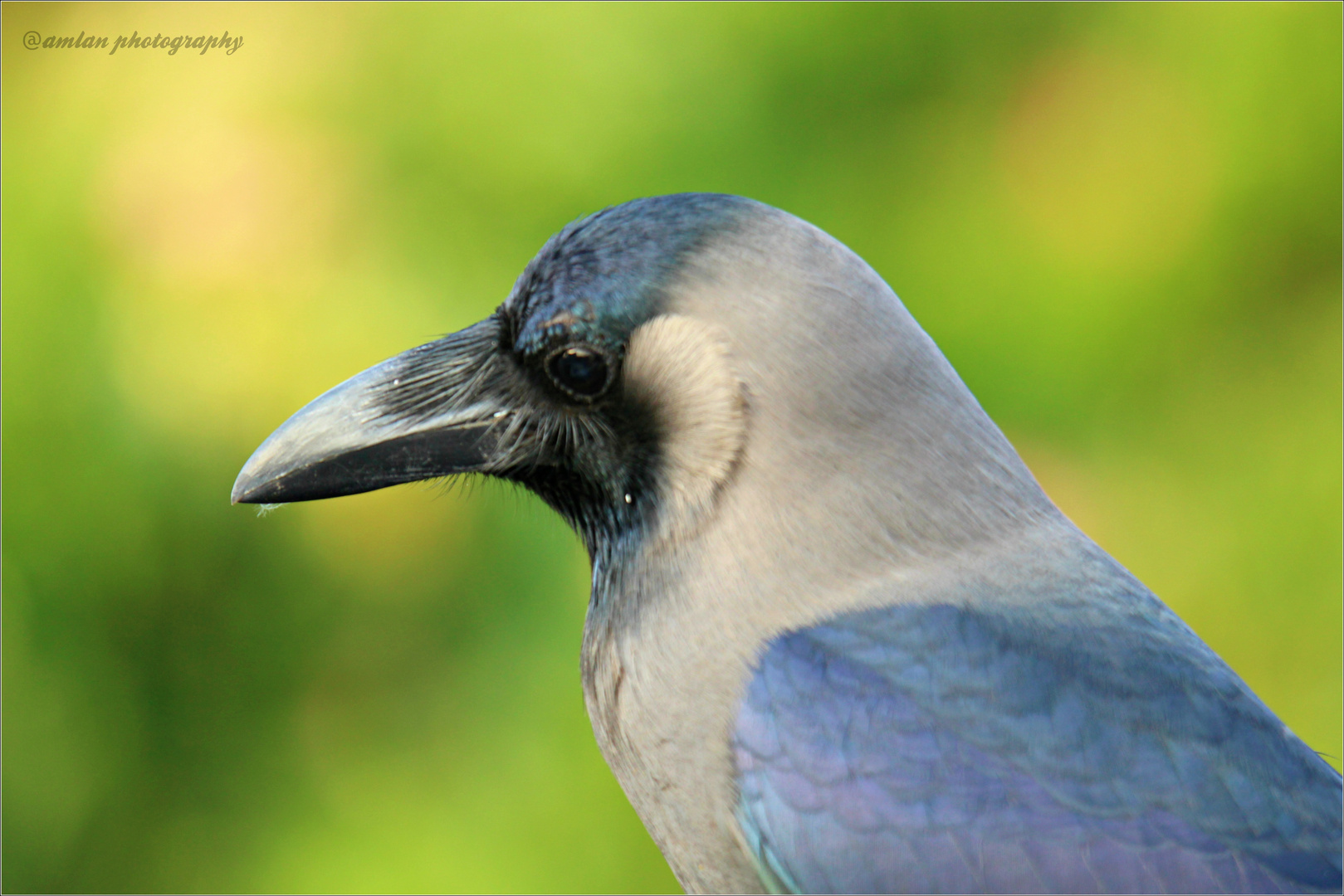 THE PORTFOLIO OF COMMON CROW