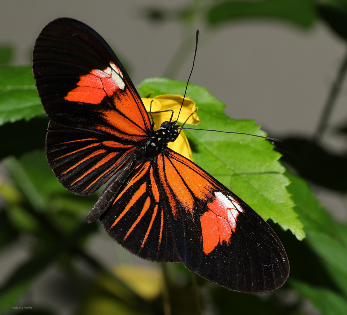 The Postman-Heliconius melpomene