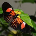 The Postman-Heliconius melpomene