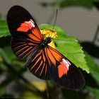 The Postman-Heliconius melpomene