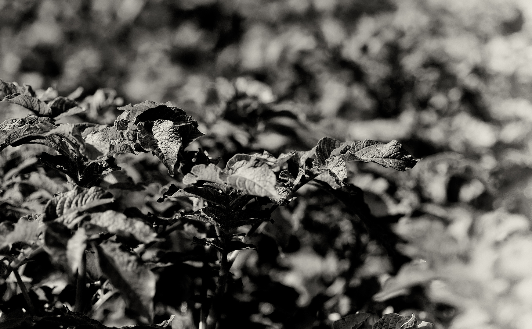 the pov of the potato beetle