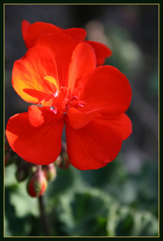 The Power of Red Flowers