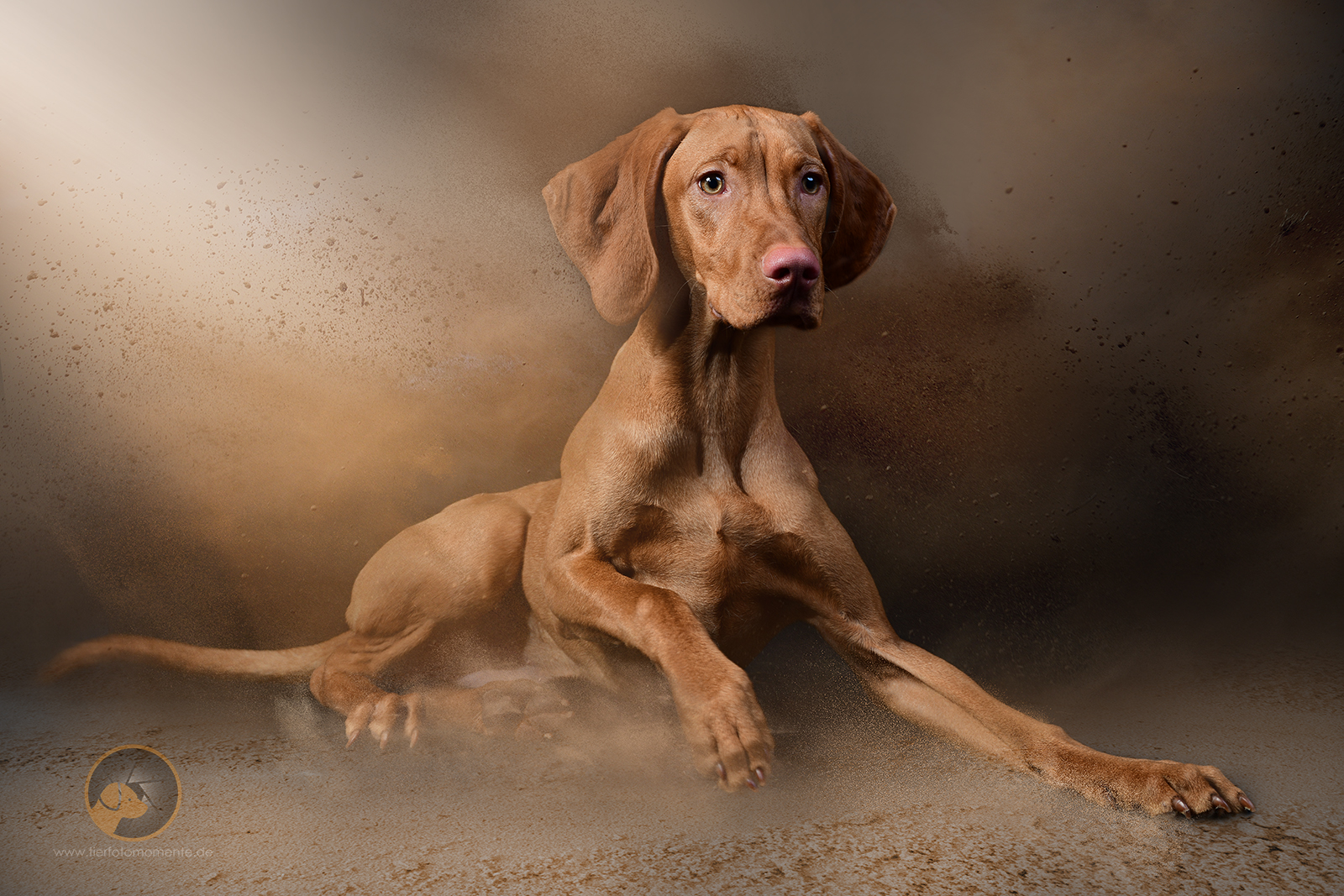 The power Vizsla....