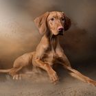 The power Vizsla....