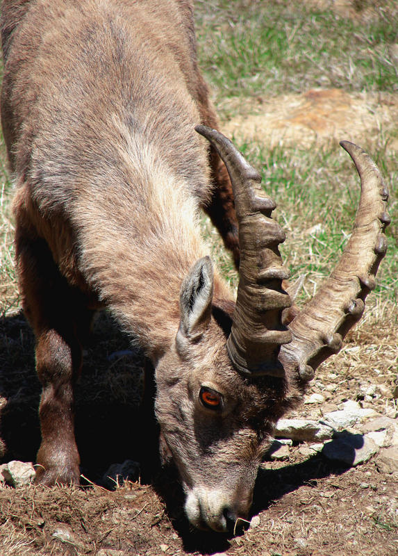 the powerful ibex