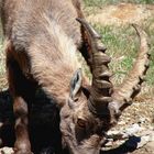 the powerful ibex