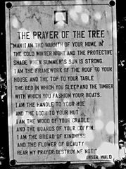 the prayer of the tree