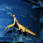 the praying mantis