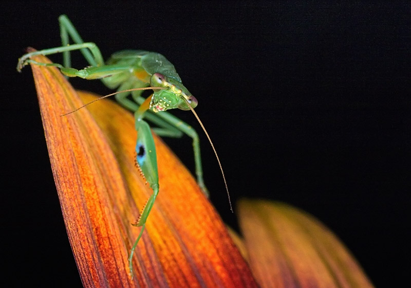 The praying mantis