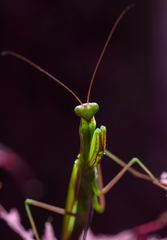 The praying mantis