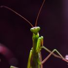 The praying mantis