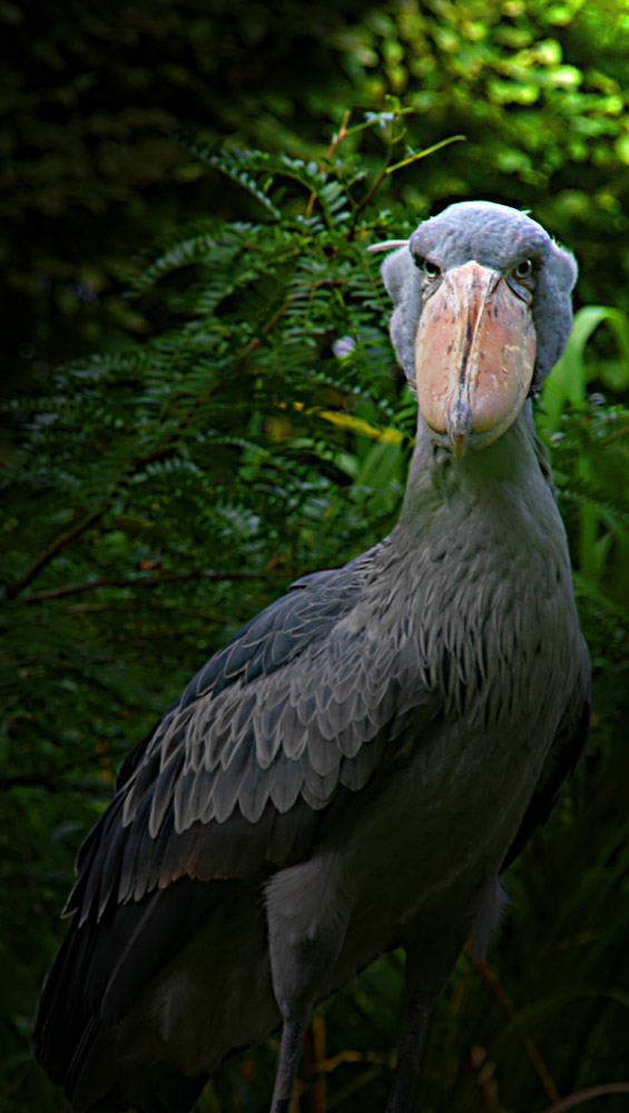 The pride bird