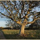 the Priests Way isle of purbeck