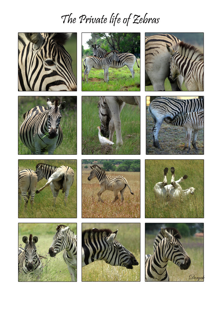 The Private life of Zebras