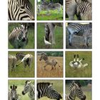 The Private life of Zebras