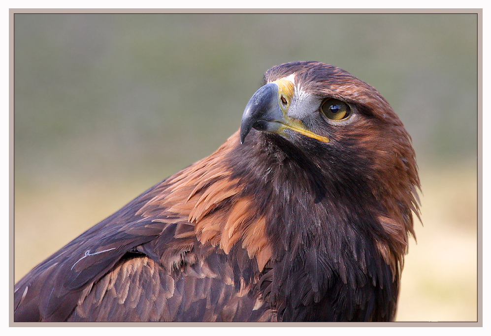 The proud Golden Eagle - Der stolze Steinadler