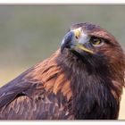 The proud Golden Eagle - Der stolze Steinadler