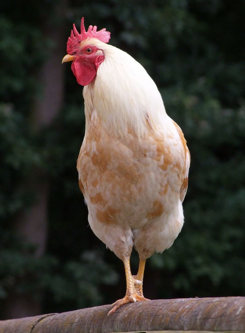 The proud white cock