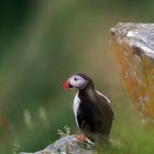 The Puffin