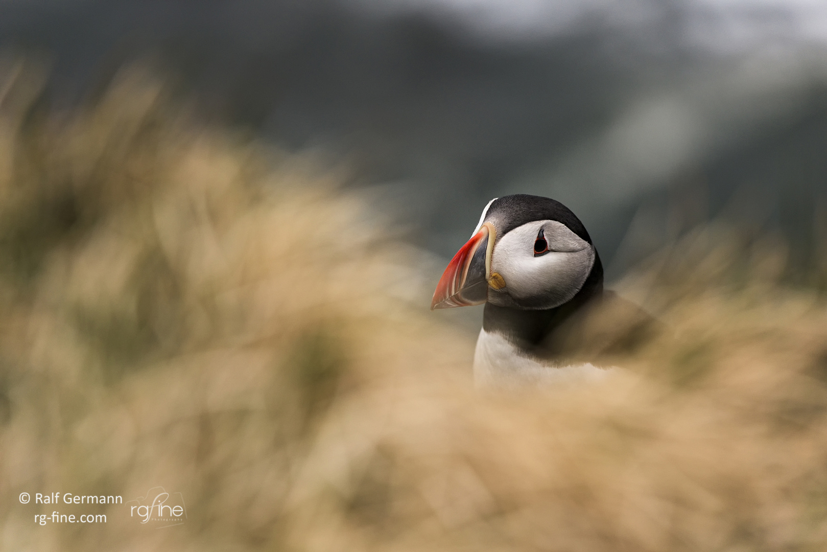 +++ The Puffin +++