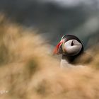 +++ The Puffin +++