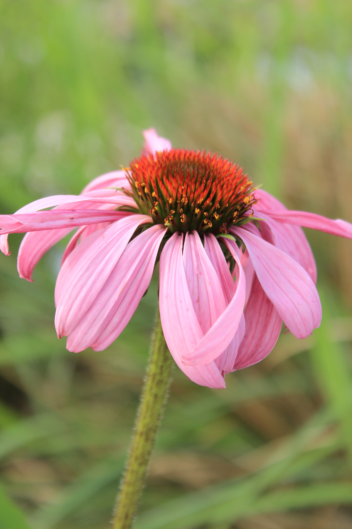 The Purple Flower