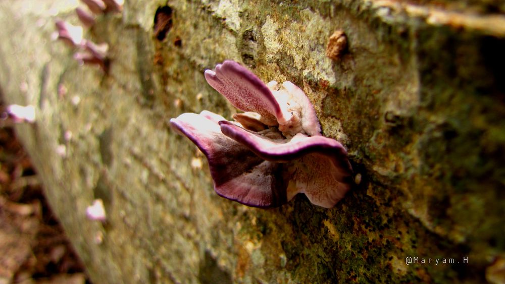 The Purple Mushroom