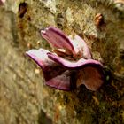 The Purple Mushroom