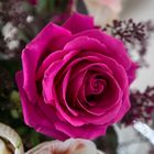 The Purple Rose - Die Violette Rose
