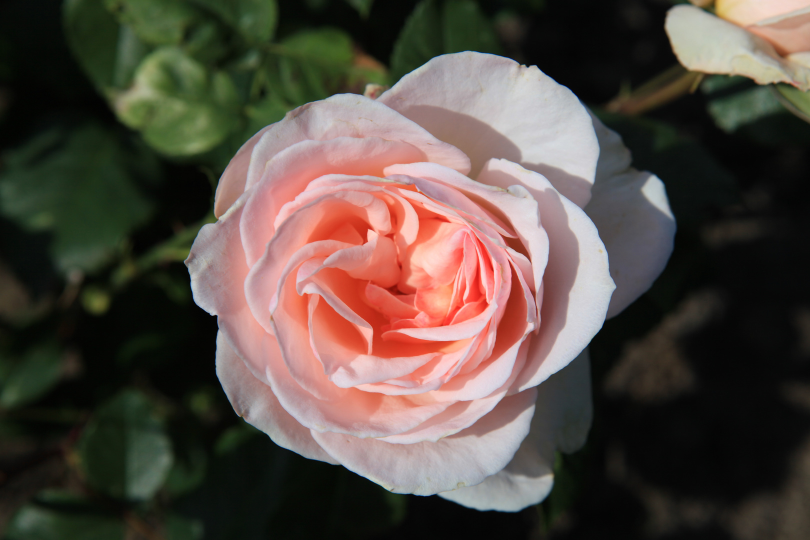 The Queen Elisabeth Rose - 1956