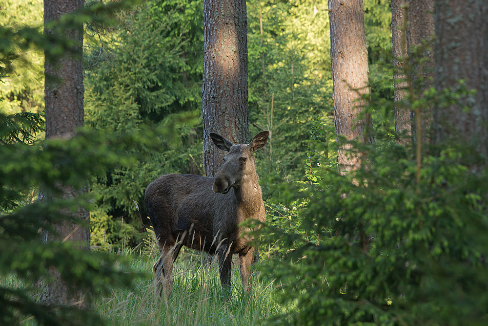 The queen of the forest