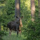 The queen of the forest